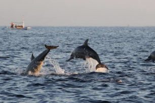 Several jumping dolphins at Lovina Beach, Bali, Indonesia Several jumping dolphins at Lovina Beach, Bali, Indonesia